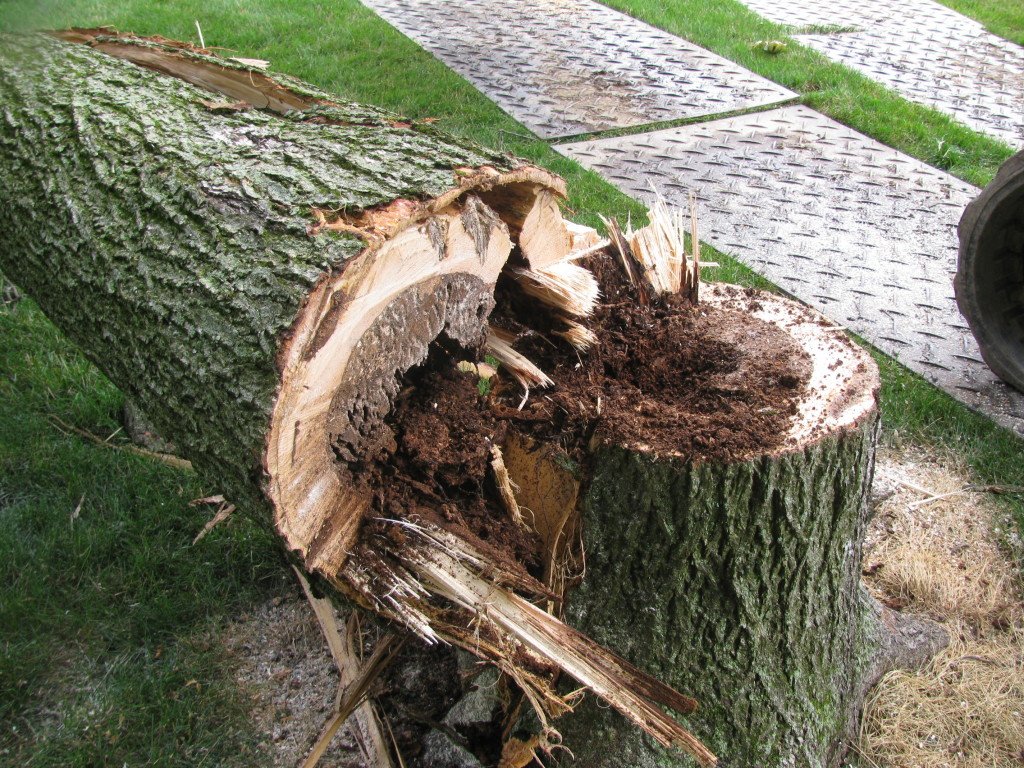 stump
